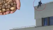 Bolu'da yasaklı salep toplama cezasına tepki: Çatıya çıkarak intihar girişiminde bulundu