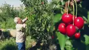 Malatya Yeşilyurt'ta Dalbastı Kirazı Hasadı Başladı: Fiyatlar ve Üretim Sorunları Gündemde