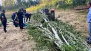 Isparta Şarkikaraağaç'ta ağaç keserken üzerine ağaç düşen şahıs yaşamını yitirdi