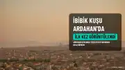 İbibik Kuşu Ardahan Ovası'nda Görüntülendi