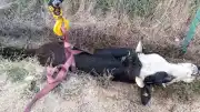 Bolu'da kanala düşen hayvan için itfaiye ekipleri harekete geçti