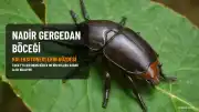 Tokat'ta Nadir Bulunan Gergedan Böceği Görüldü, Koleksiyonerlerin Gözdesi Oldu
