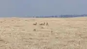 Diyarbakır'da Koruma Altındaki Dağ Keçileri Yerleşim Alanlarına Yaklaştı