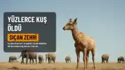 Alaska'da Sıçanları Yok Etme Operasyonu Yüzlerce Kuşun Ölümüne Neden Oldu