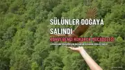 Gümüşhane'den Gelen Sülünler Giresun'un Bulancak İlçesinde Doğaya Bırakıldı