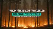Orman Yangınları Riskini Azaltmak İçin 18 Eşek Görevlendirildi