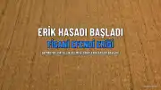 1886'dan Günümüze Ulaşan Efsane Erik: Demirci'de Figani Efendi Eriği Hasadı Başladı