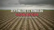İsrail'den Filistinlilere Zeytin Gaspı: Beyta ve El Halil'de Saldırılar
