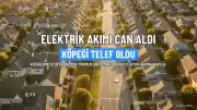Küçükçekmece'de Elektrik Akımına Kapılan Köpek Telef Oldu, Sahibi Hafif Yaralandı