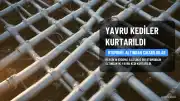 Mersin'de Otomobil Altından Yavru Kediler Kurtarıldı