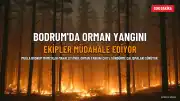 Bodrum'da Orman Yangını: Ekipler Alevlere Müdahale Ediyor