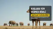 Doğaya Bırakılan Yemler Kuşlarda Hastalık Riski Taşıyor