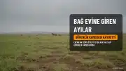 Erzincan'ın Üzümlü ilçesinde bağ evine giren 3 ayı güvenlik kamerasında