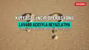 İzmir'de Lavabo Açıcıyla Beyazlatılmış İncir Operasyonu: 3 Ton Ürün Ele Geçirildi