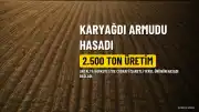 Korkuteli'de Karyağdı Armudu Hasadı Başladı: Yıllık 2.500 Ton Üretim Hedefleniyor