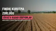 Ordu'da Fındık Üreticileri Yağış Nedeniyle Zorlu Kurutma Süreci Yaşıyor, Sivas'a Kadar Gidiyorlar