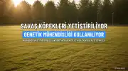 Warhound Şirketi, Savaş Alanı İçin Genetik Olarak Geliştirilmiş Köpekler Yetiştirecek