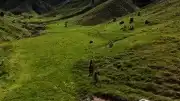 Tunceli'de Mantar Toplayan 3 Kişi Ayı Saldırısına Uğradı