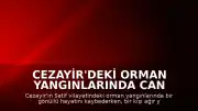 Cezayir'deki Orman Yangınlarında Can Kaybı ve Yaralanma Bildirildi