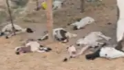 Diyarbakır Bismil'de Sahipsiz Köpeklerin Saldırısı Sonucu 15 Kuzu Telef Oldu