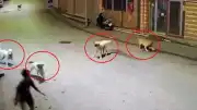 Ordu Çamaş'ta Sokak Köpekleri 10 Yaşındaki Çocuğa Saldırdı