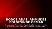 Rodos Adası Ammudes Bölgesinde Orman Yangını Meydana Geldi