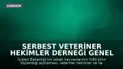 Serbest Veteriner Hekimler Derneği Genel Başkanı Bilsay Kanat: "Bize kaç hayvan toplandığını değil, kaçının yaşatıldığını söyleyin"
