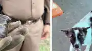 Tayland'da Köpeğin Eve Getirdiği El Bombası Panik Yarattı