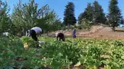 Depremzede İşçi A.Ş., Tarıma Yönelerek Kabak Üretimine Başladı