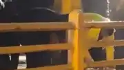 Yalova Armutlu'da Sağanak Nedeniyle Dere Köprüsünde Kurban Kesildi