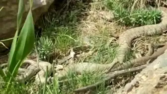 Hakkari'de Doğa Yürüyüşünde Dev Engerek Yılanı Görüldü