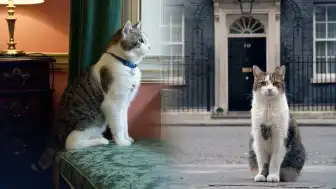 Downing Street'te İstikrarın Simgesi: Kabine Ofisi Baş Fare Avcısı Larry 15 Yılı Geride Bıraktı
