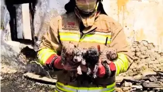 Manisa'da Yangından Kurtarılan Köpek ve Yavruları Tedavi Altında