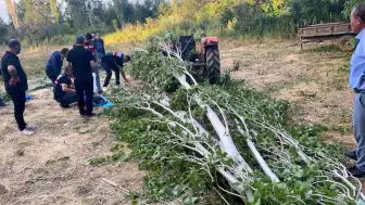 Isparta Şarkikaraağaç'ta ağaç keserken üzerine ağaç düşen şahıs yaşamını yitirdi