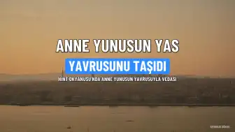 Anne Yunus, Ölü Yavrusunu 6 Gün Boyunca Taşıdı