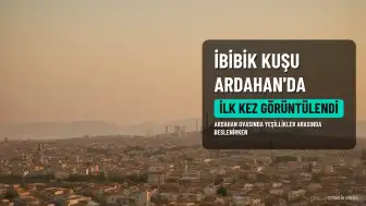 İbibik Kuşu Ardahan Ovası'nda Görüntülendi