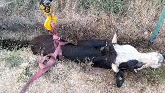 Bolu'da kanala düşen hayvan için itfaiye ekipleri harekete geçti