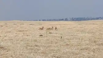 Diyarbakır'da Koruma Altındaki Dağ Keçileri Yerleşim Alanlarına Yaklaştı