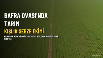 Bafra Ovası'nda Kışlık Sebze Ekimi İçin Geri Sayım Başladı