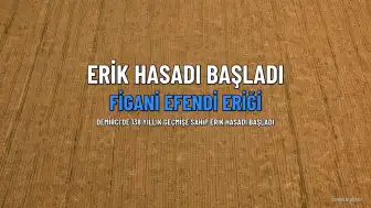 1886'dan Günümüze Ulaşan Efsane Erik: Demirci'de Figani Efendi Eriği Hasadı Başladı
