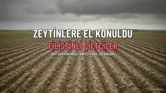İsrail'den Filistinlilere Zeytin Gaspı: Beyta ve El Halil'de Saldırılar