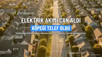Küçükçekmece'de Elektrik Akımına Kapılan Köpek Telef Oldu, Sahibi Hafif Yaralandı