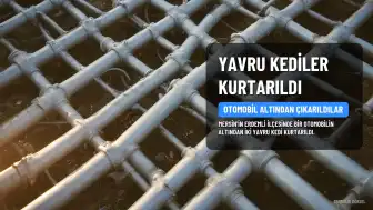 Mersin'de Otomobil Altından Yavru Kediler Kurtarıldı