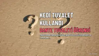 Pınar Sabancı'nın Kedisi Dante Tuvalet Kullanmayı Öğrendi