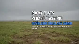 Rocky Flats Tesisinde Çevresel Rehabilitasyon: Sığın Sürüsü İzleme Cihazlarına Zarar Verdi