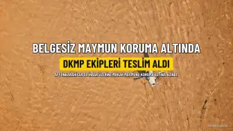 Afyonkarahisar'da Belgesiz Makak Maymunu Koruma Altına Alındı