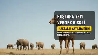 Doğaya Bırakılan Yemler Kuşlarda Hastalık Riski Taşıyor