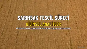 Domaniç Çamlıca Sarımsağı İçin Coğrafi İşaret Tescil Süreci Devam Ediyor