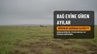 Erzincan'ın Üzümlü ilçesinde bağ evine giren 3 ayı güvenlik kamerasında