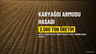 Korkuteli'de Karyağdı Armudu Hasadı Başladı: Yıllık 2.500 Ton Üretim Hedefleniyor